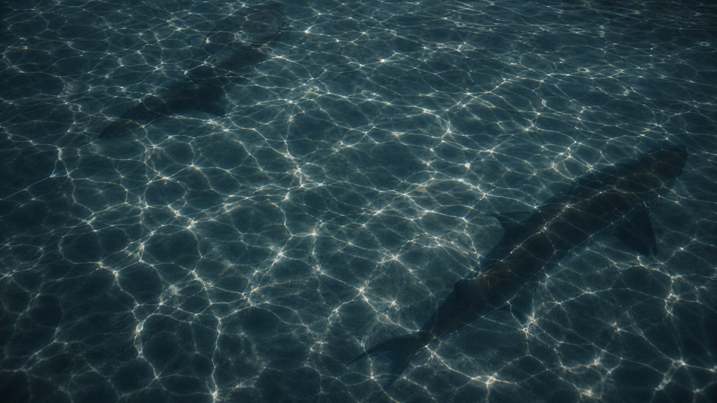 Sturgeon silhouettes moving beneath clear, patterned water