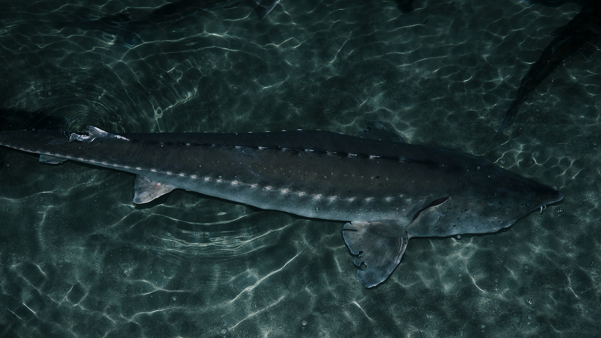 A sturgeon moving through illuminated water